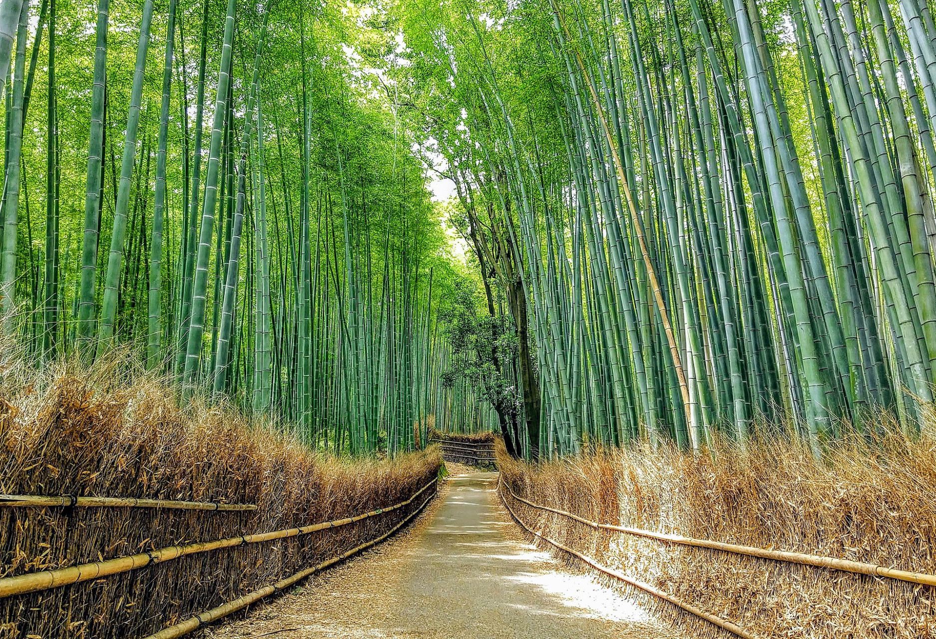 2021saganobambooforestinarashiyama kyoto japan
