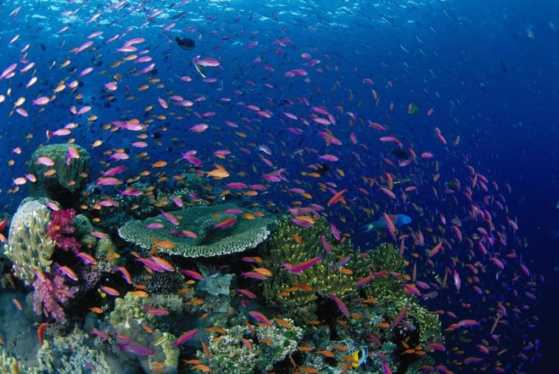 Sun Flower Reef, Fiji