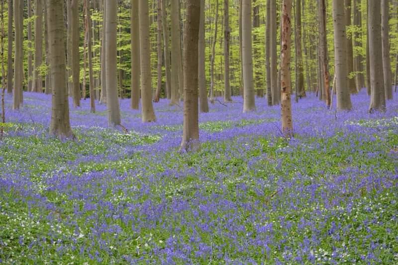 Foresta di Hallerbos, Belgio