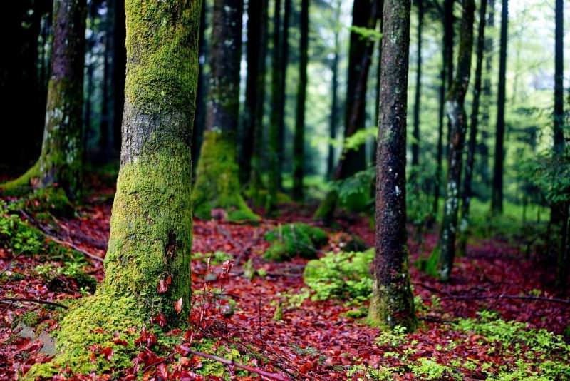 Forêt de Lyon, Francia