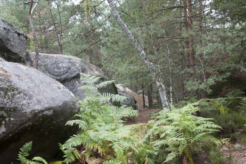 Forêt de Fontainebleau, Francia