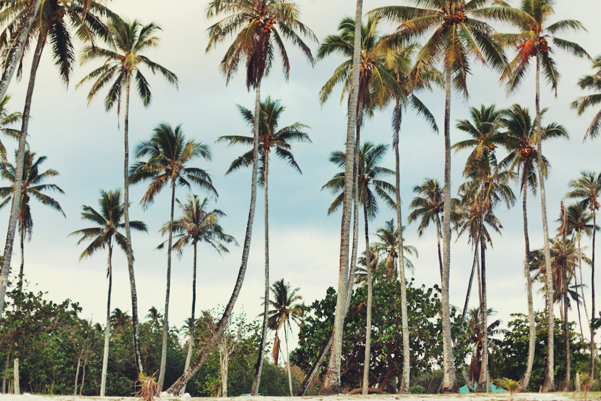 a low angle shot of coconut trees under the blue sky and white clouds 1