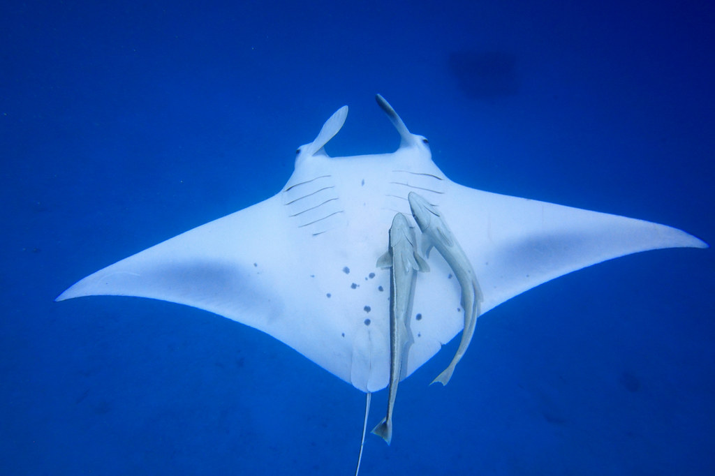 a manta ray on its back