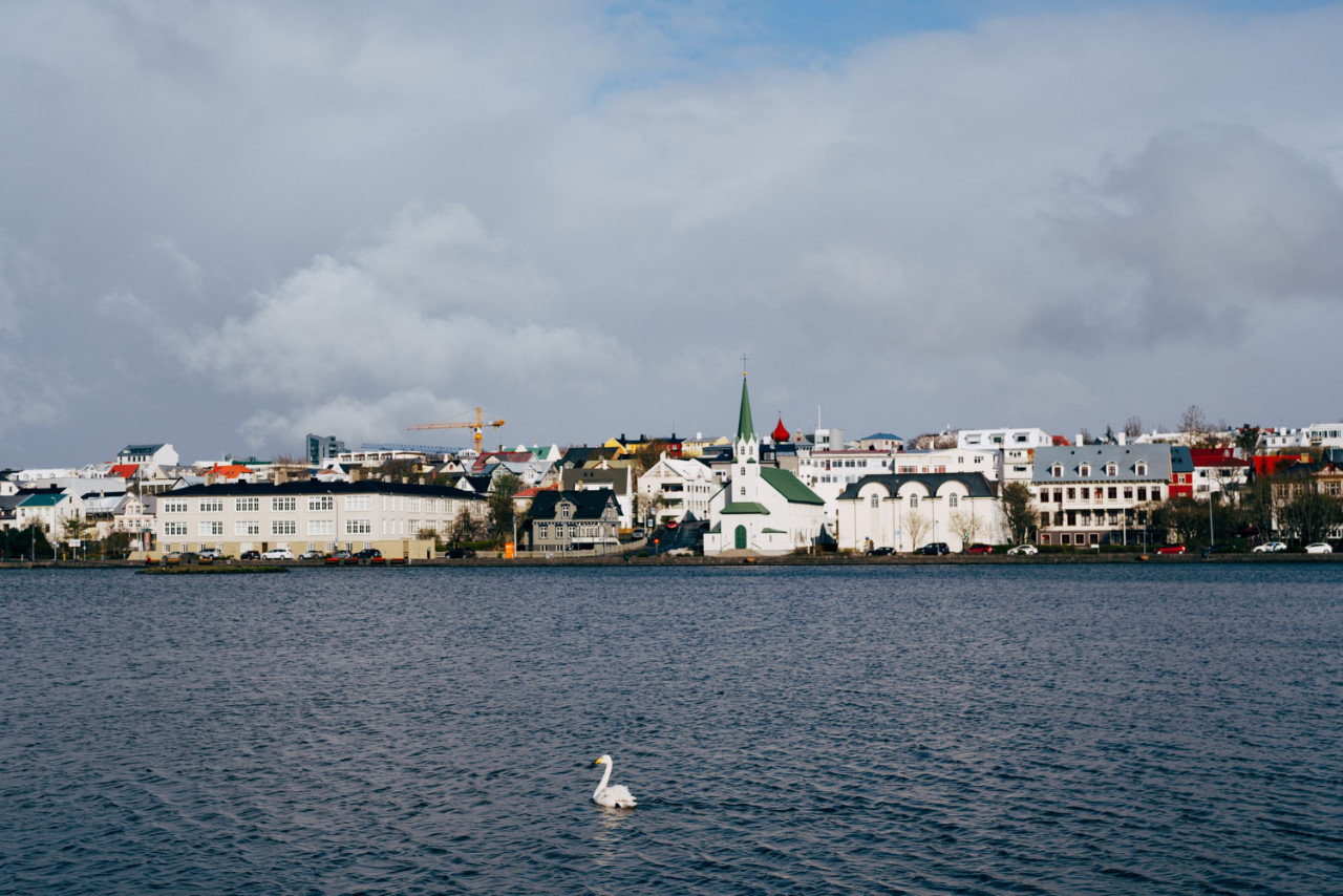 a white swan swims in the water on lake tjornin in reykjavik iceland