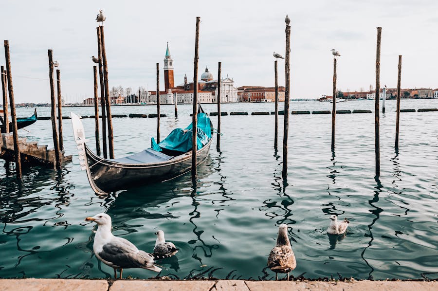 a wooden boat surrounded with birds 1