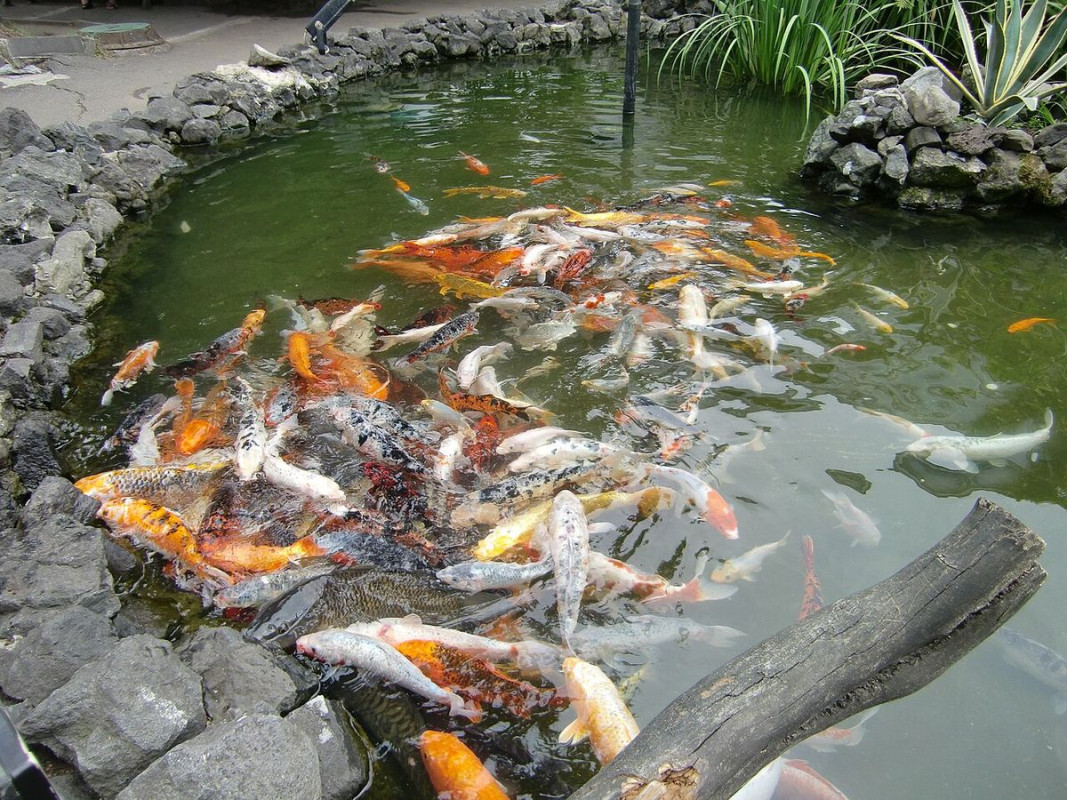 acquario batumi - foto di jonathan cardy