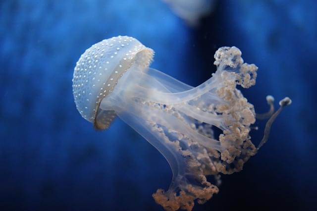medusa nell'acquario di genova