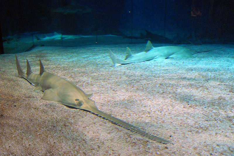 08 acquario di genova