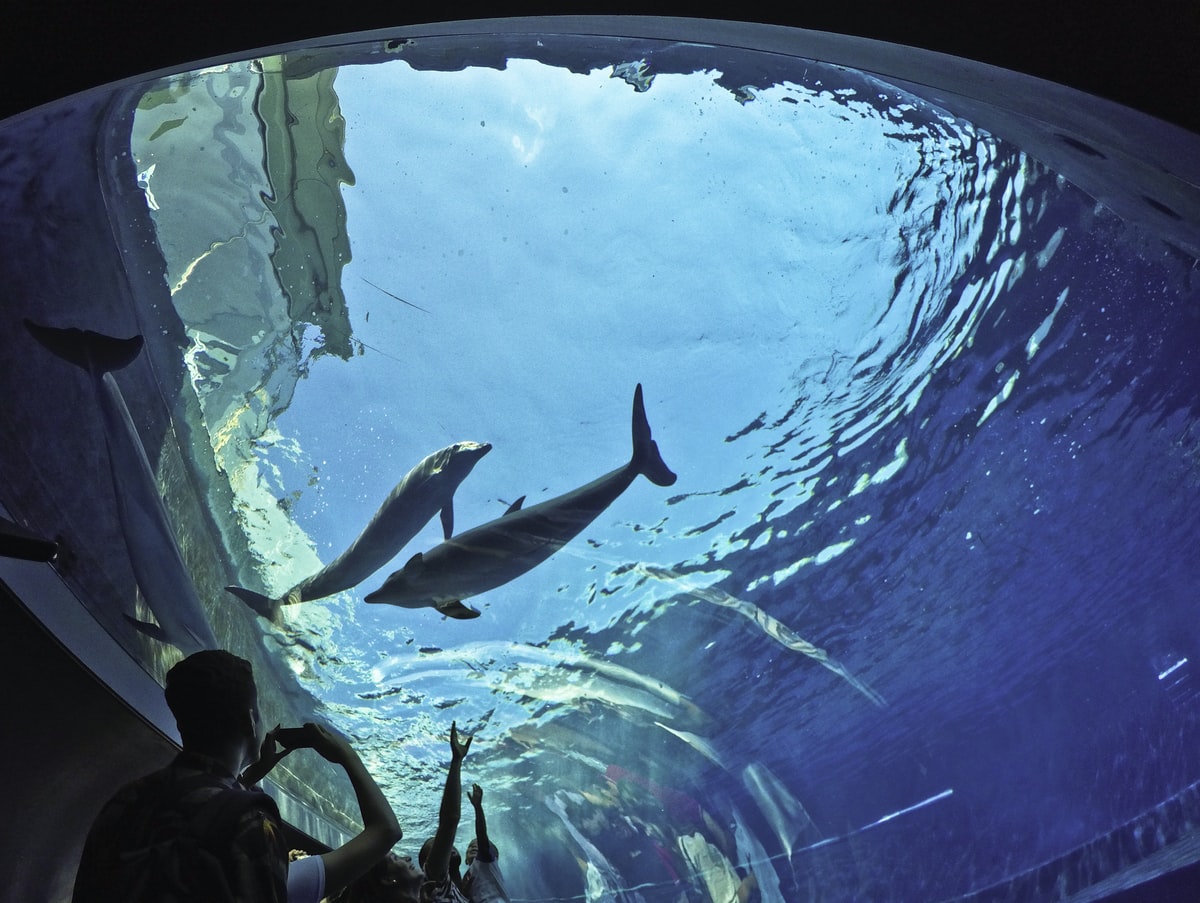 acquario genova delfini