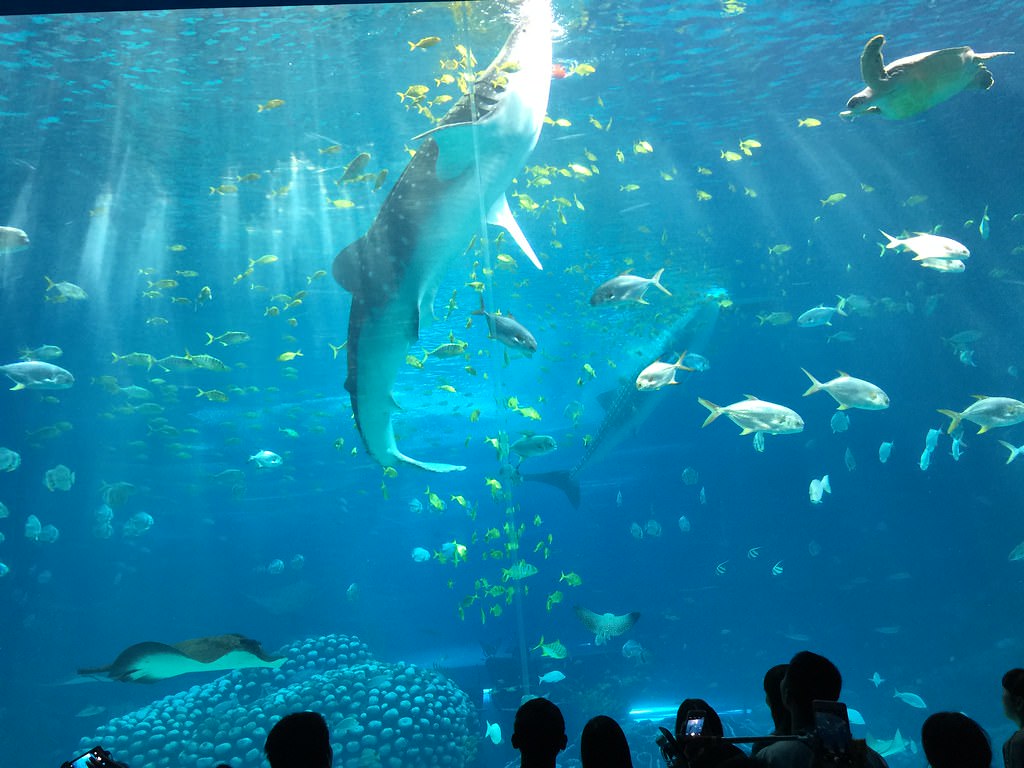 acquario cattolica le navi