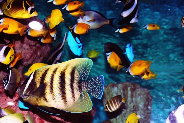 acquario pesci tropicali