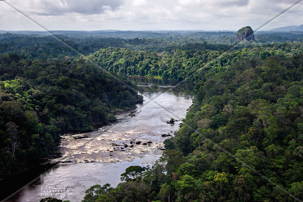 aerial river rainforest sipaliwini surinam amazone south america