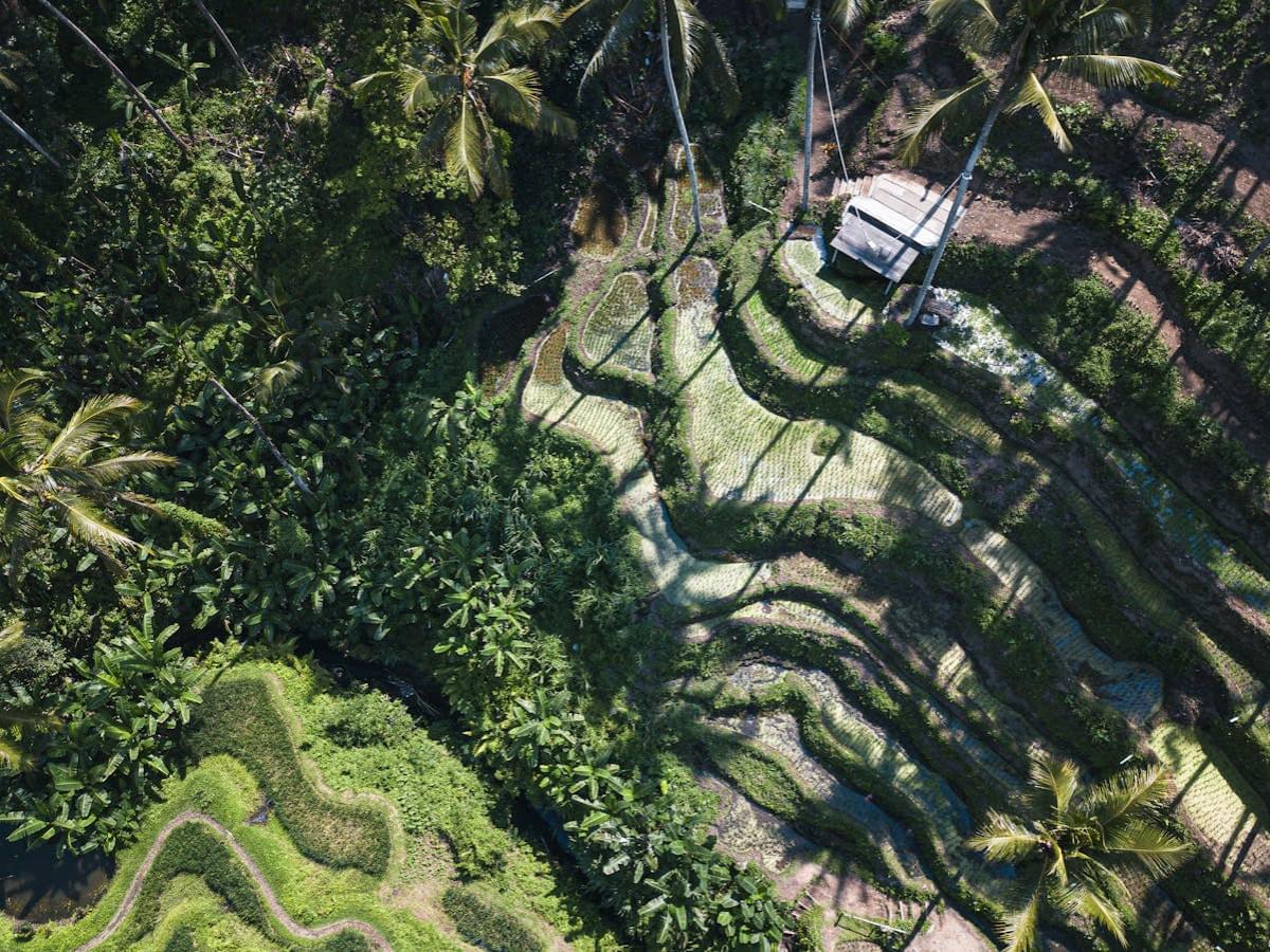 aerial view of tegallalang rice terrace 1