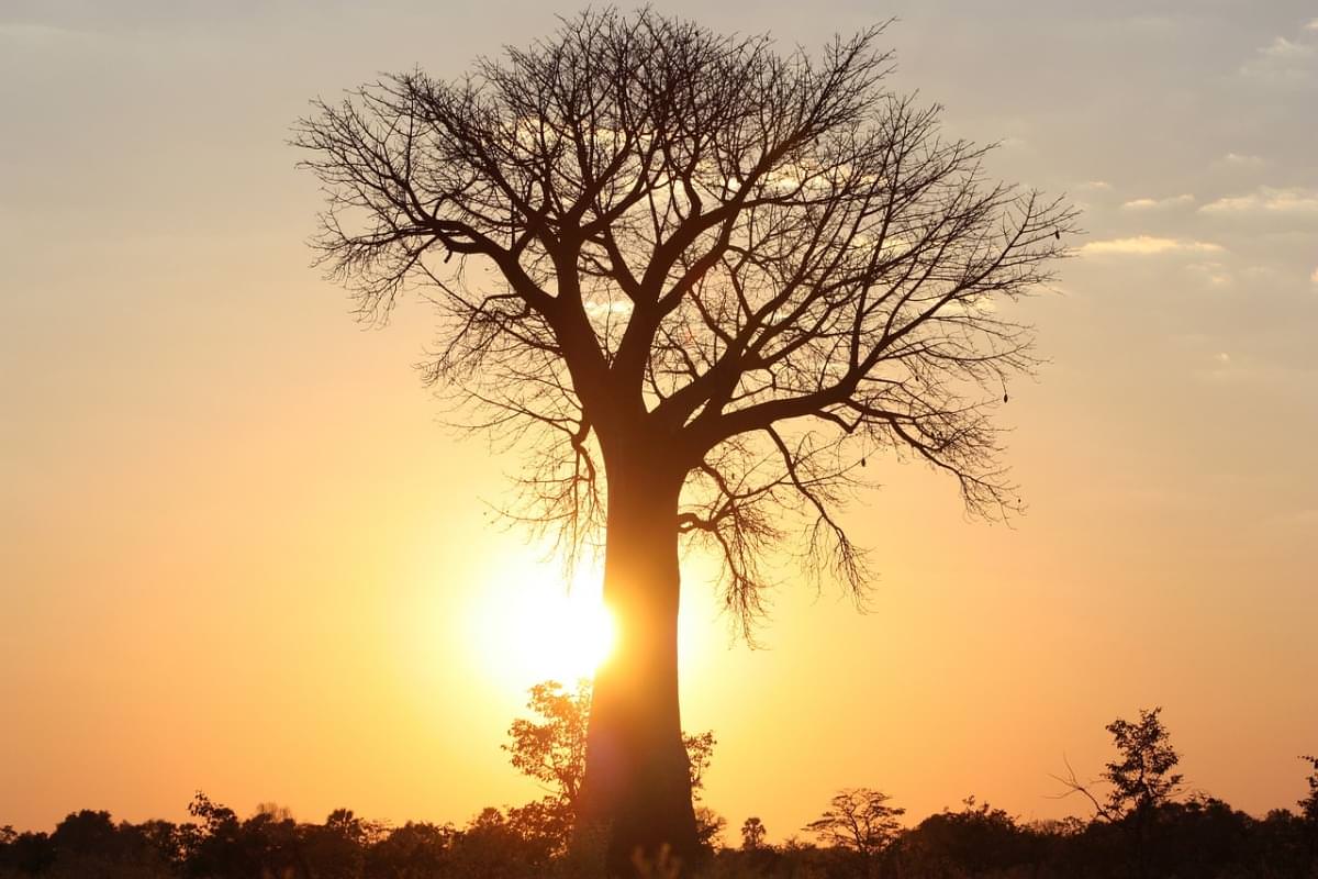 africa albero baobab abendstimmung