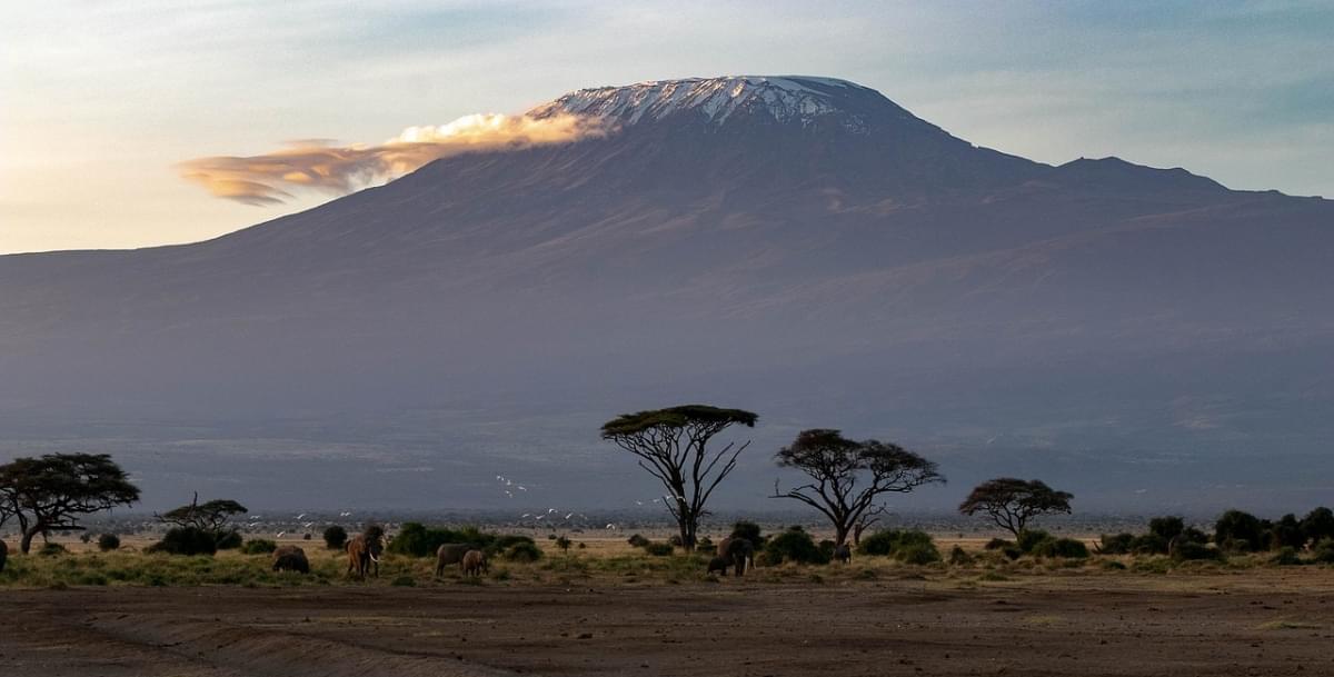 africa safari