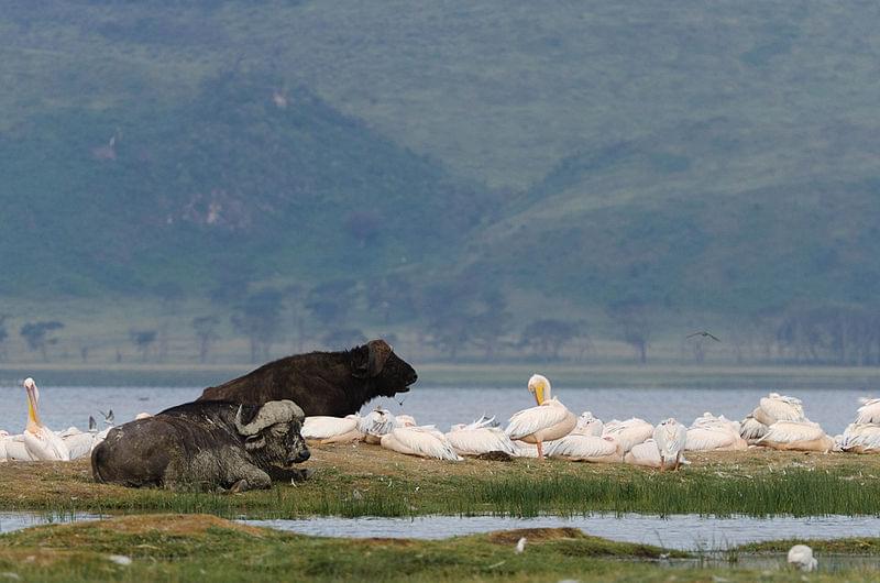 african buffaloes and pelicans lake nakuru national park 1