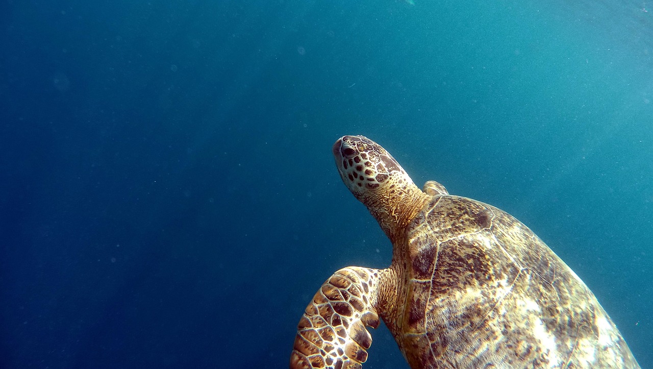 agua tortuga marina naturaleza mar