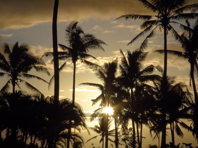 alba fiji taveuni