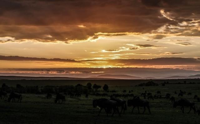 alba masai mara savana