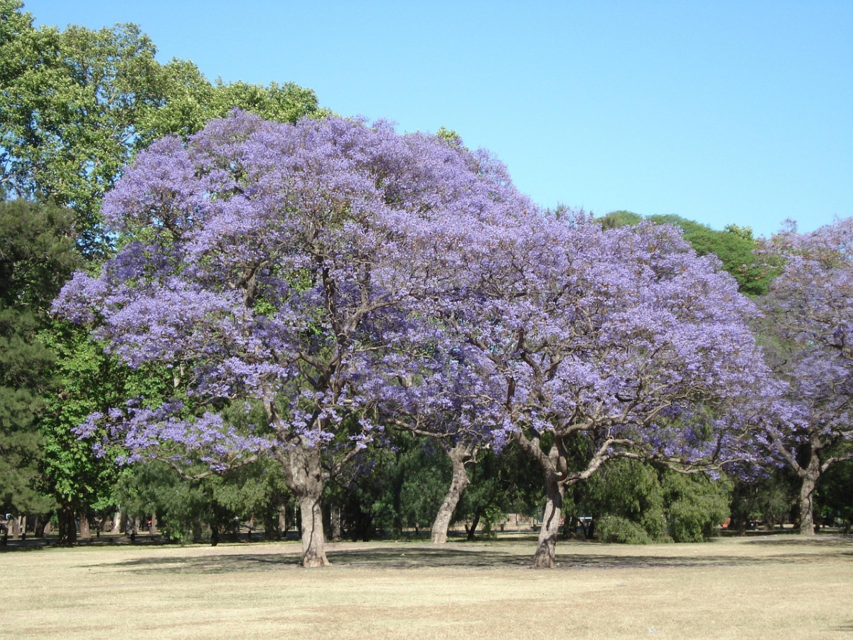alberi fiore parco argentina
