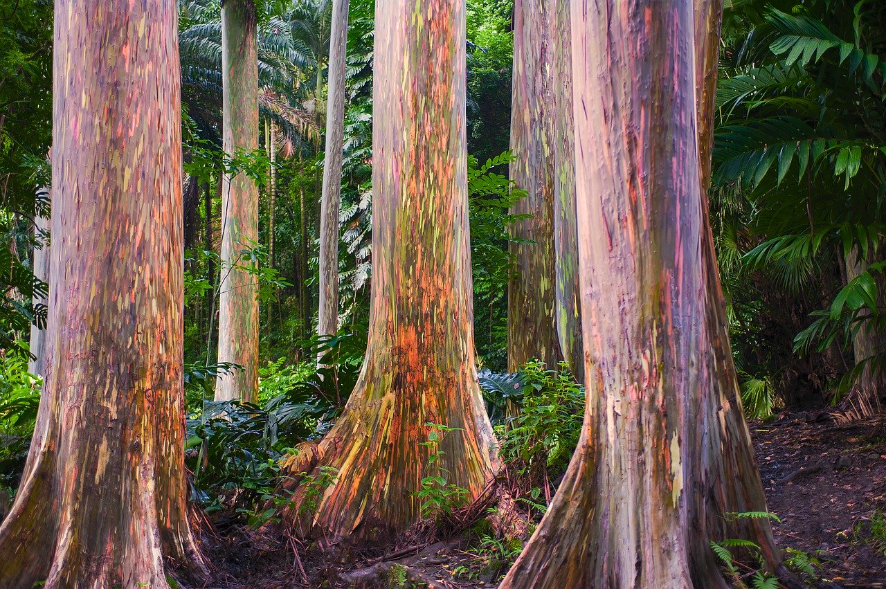 La foresta dipinta, Maui - Hawaii (USA)