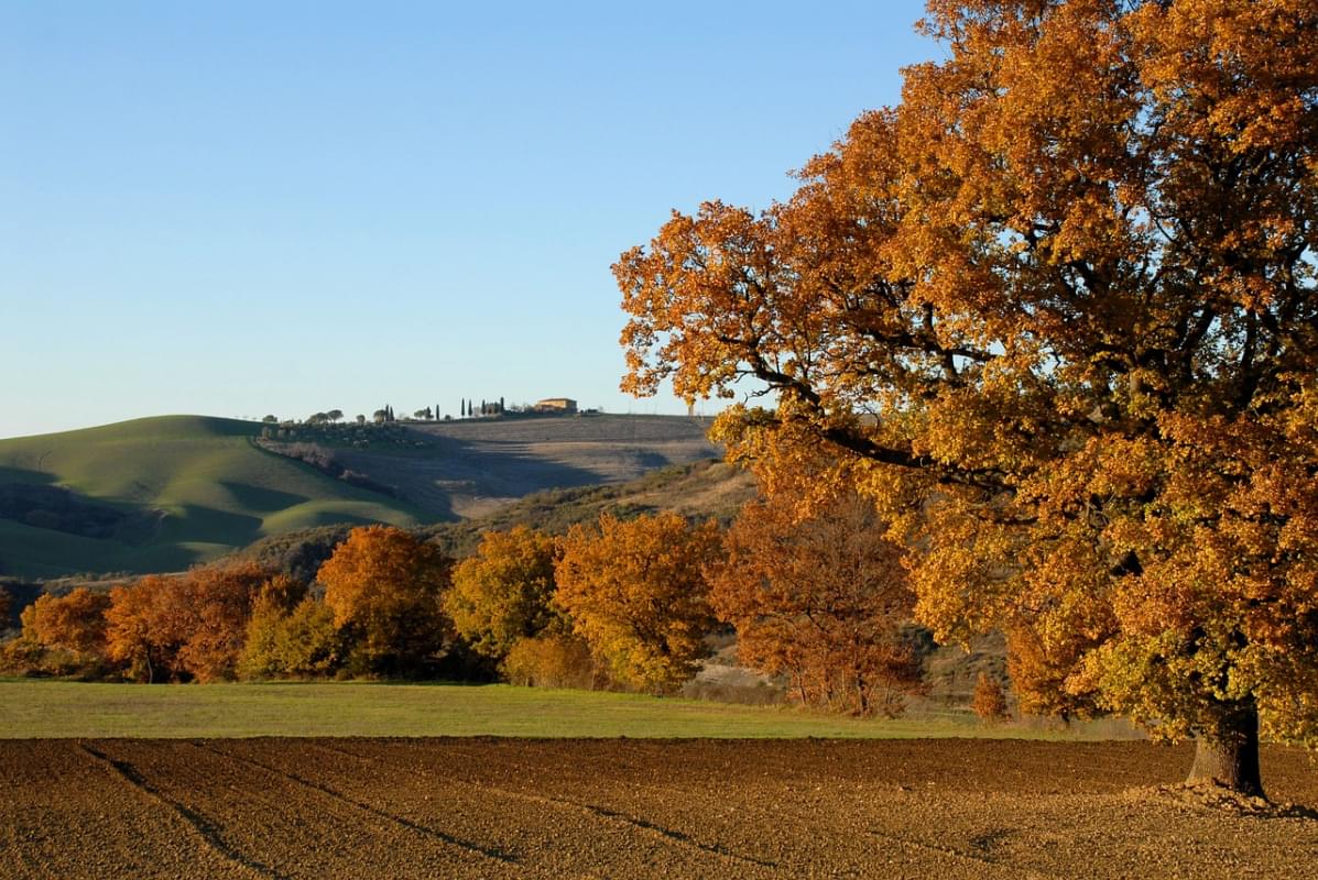 albero colline bologna panorama 1