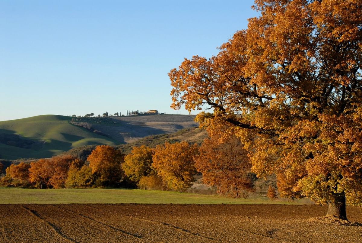 albero colline bologna panorama