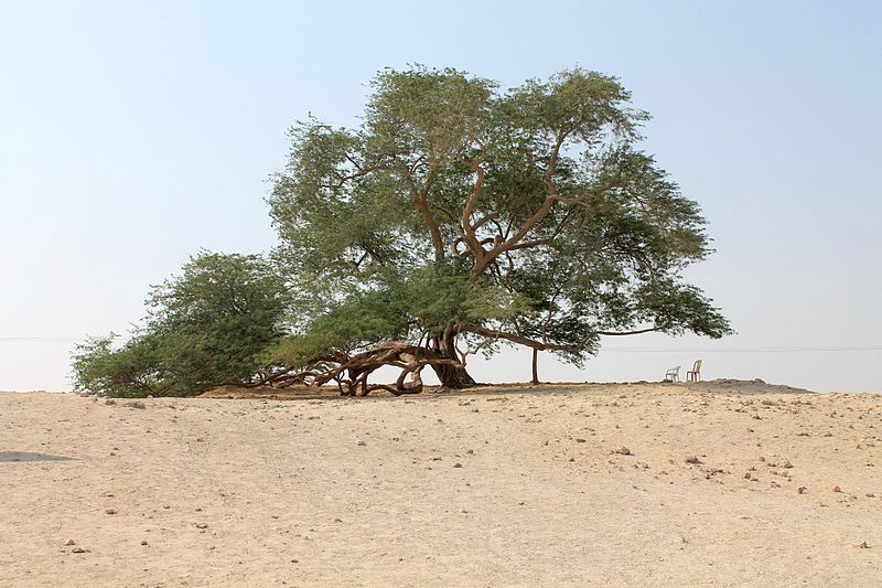 1 albero della vita