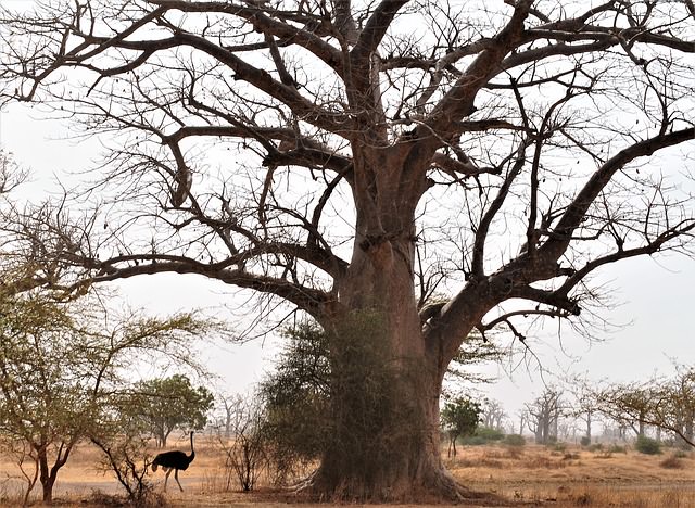 Albero Majestic Africa Selvaggio