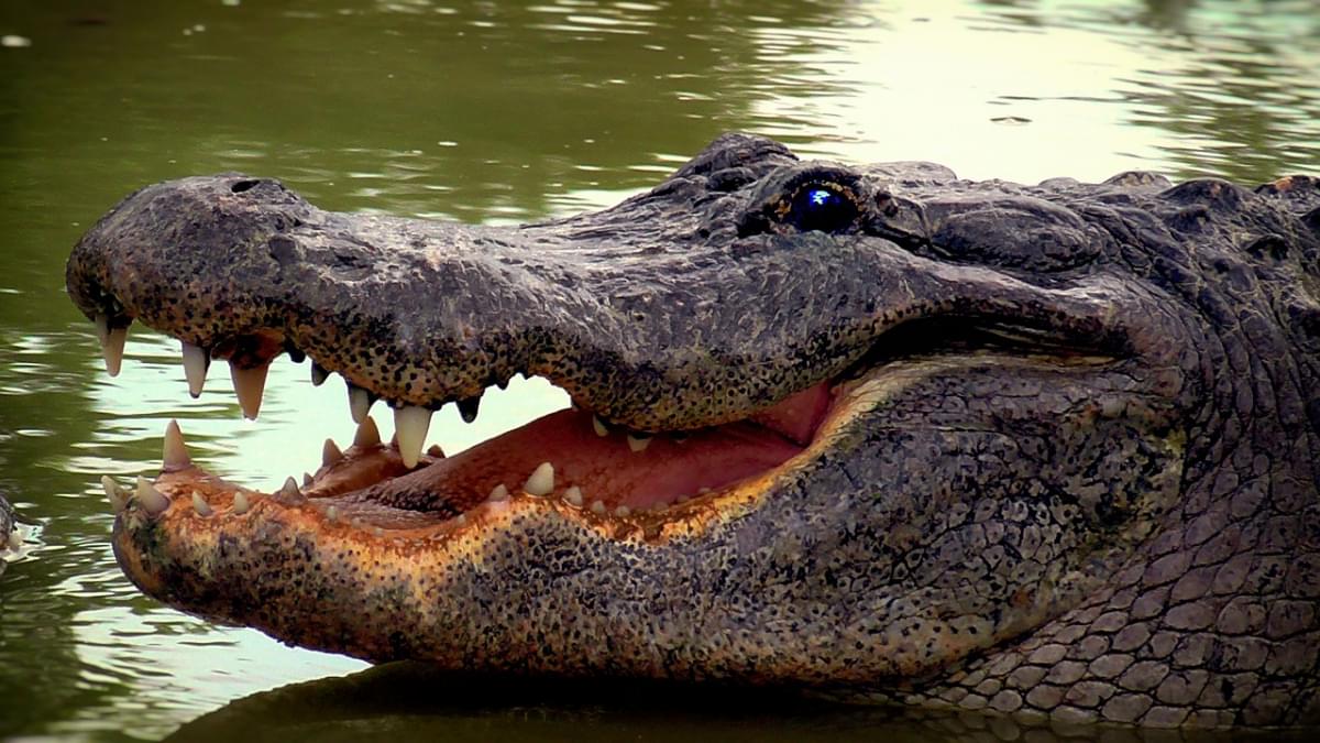 aligator reptile crocodile