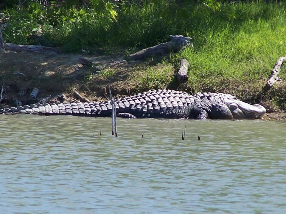 alligator at choke canyon