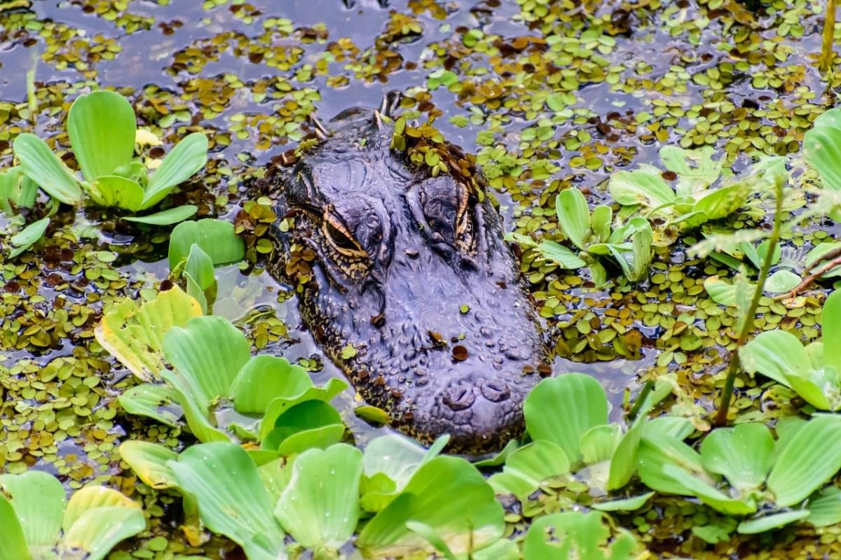 alligatore coccodrillo rettile