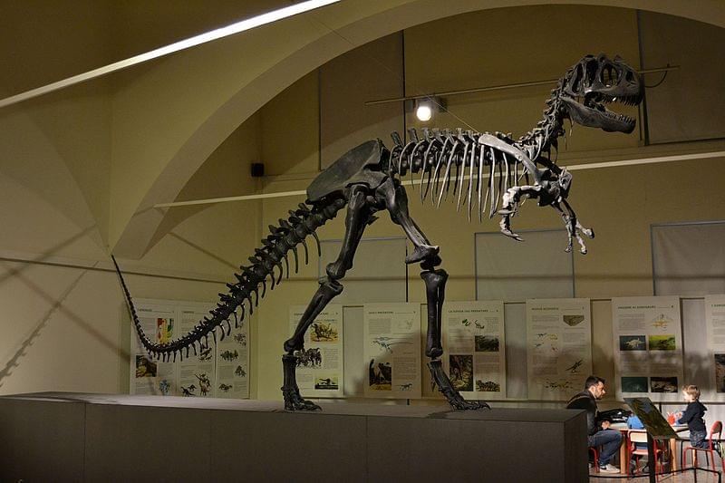 allosaurus bergamo 1