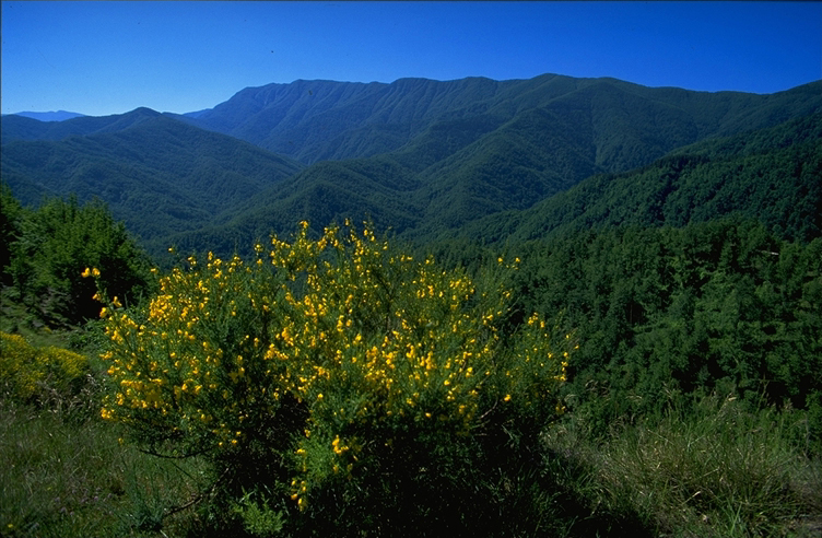 Sasso Fratino