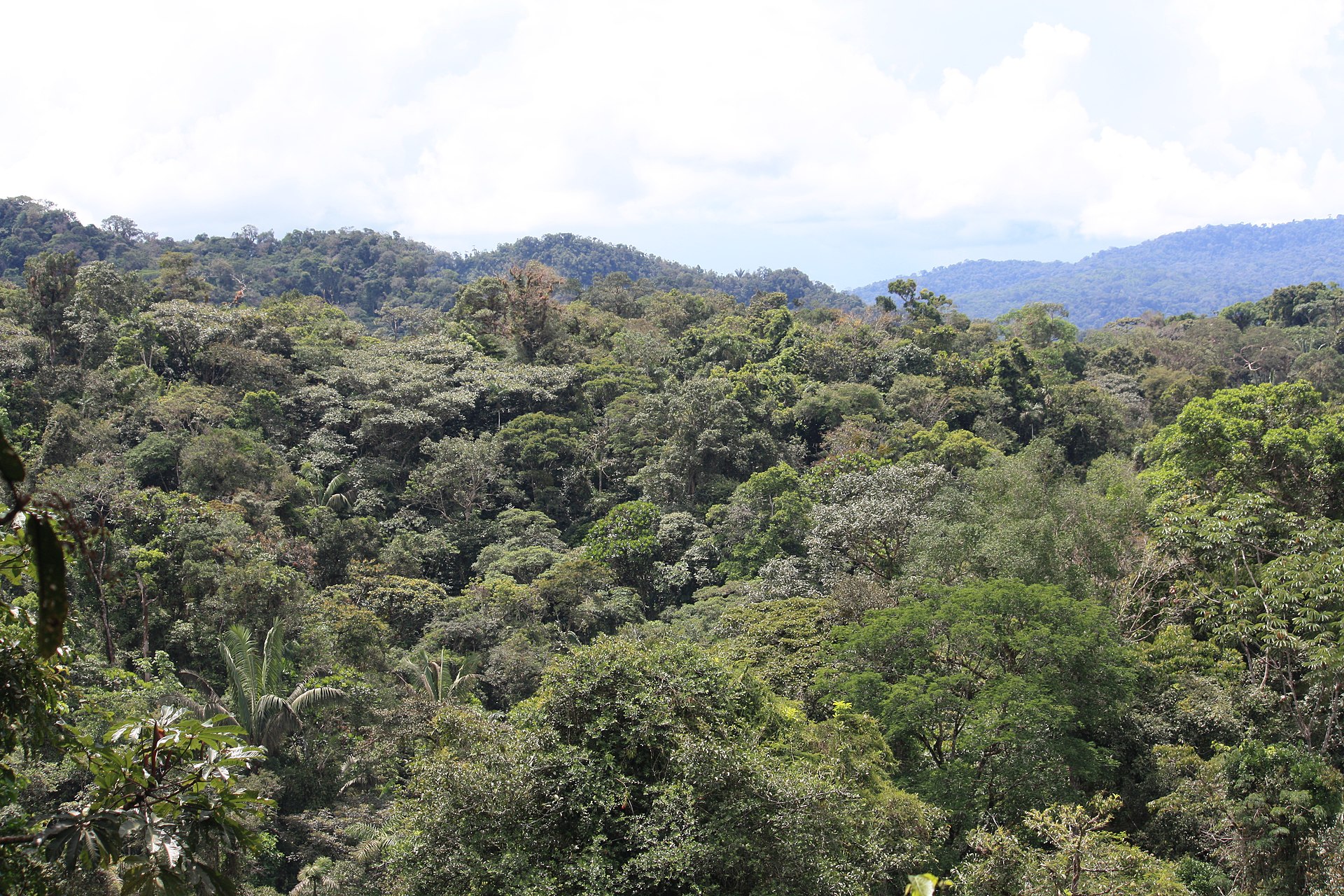 amazon rainforest treetops in tena ecuador