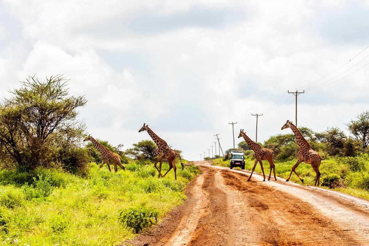 amboseli giraffe