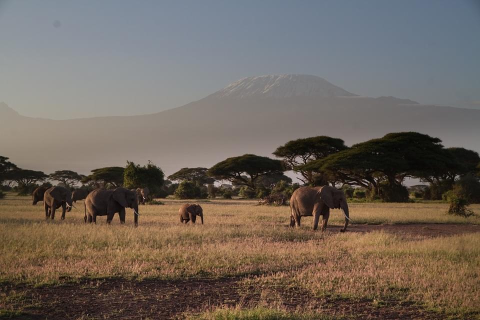 amboseli kilimangiaro kenya