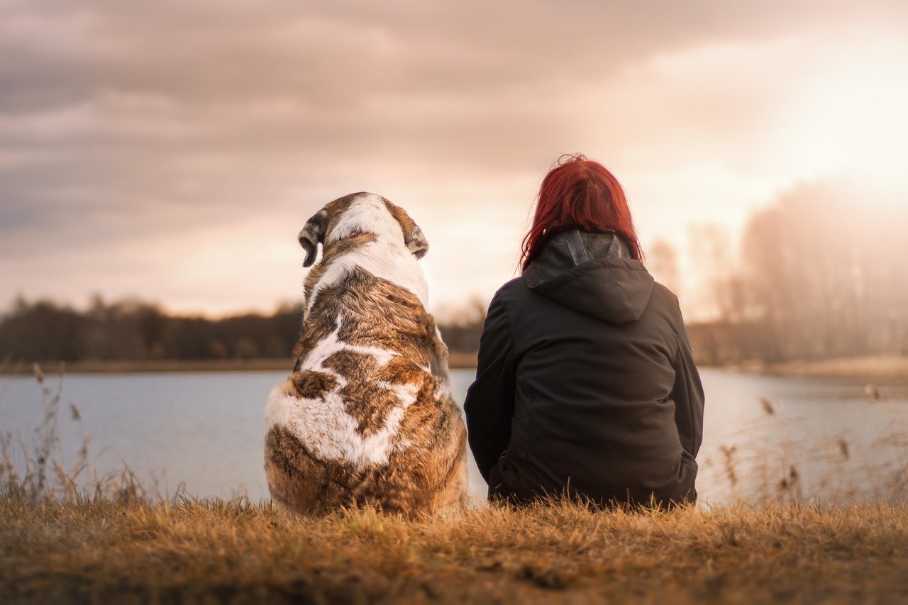 Amici Cane Animale Domestico