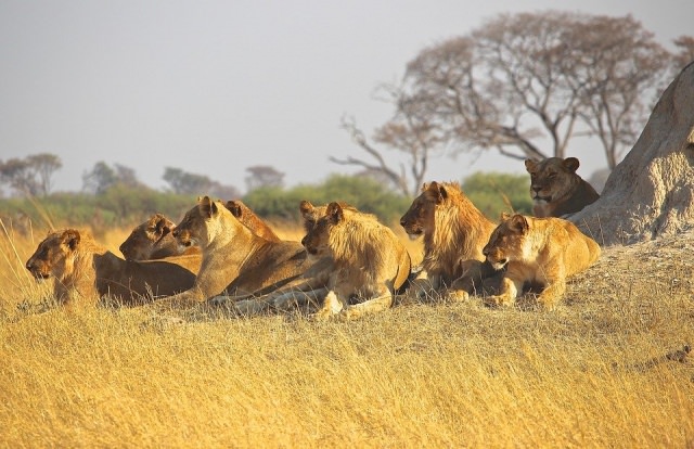 moremi game reserve