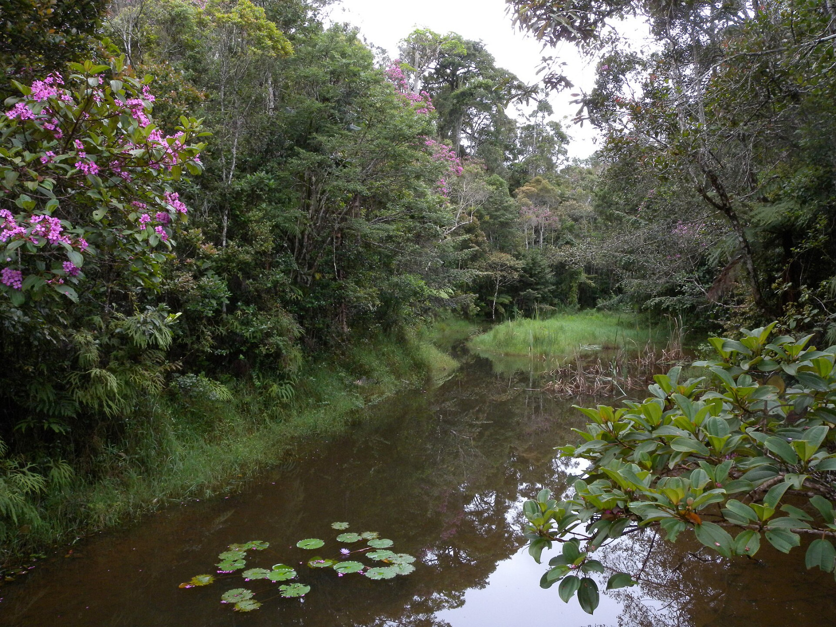 andasibenationalpark madagascar 4027581120