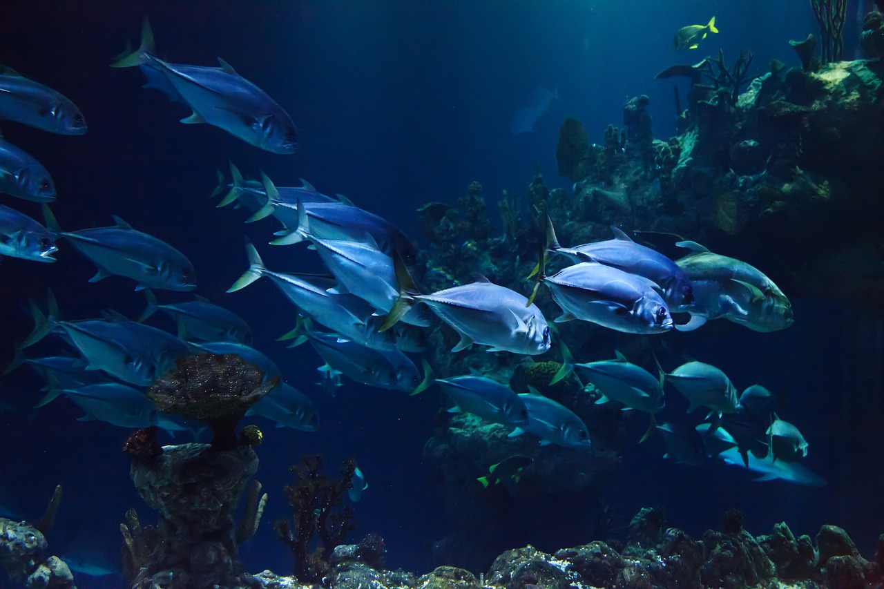 animale acquario acquatico corallo 2