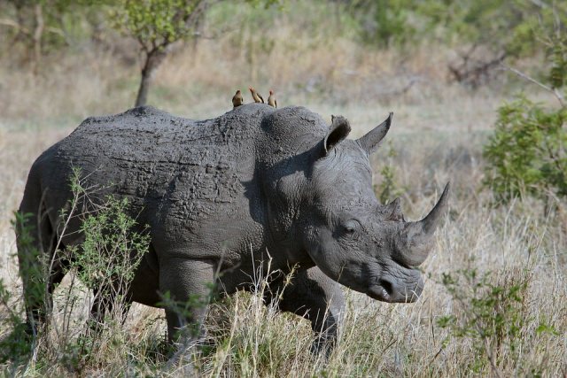 kruger park