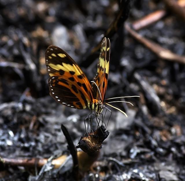 animali foreste guyana