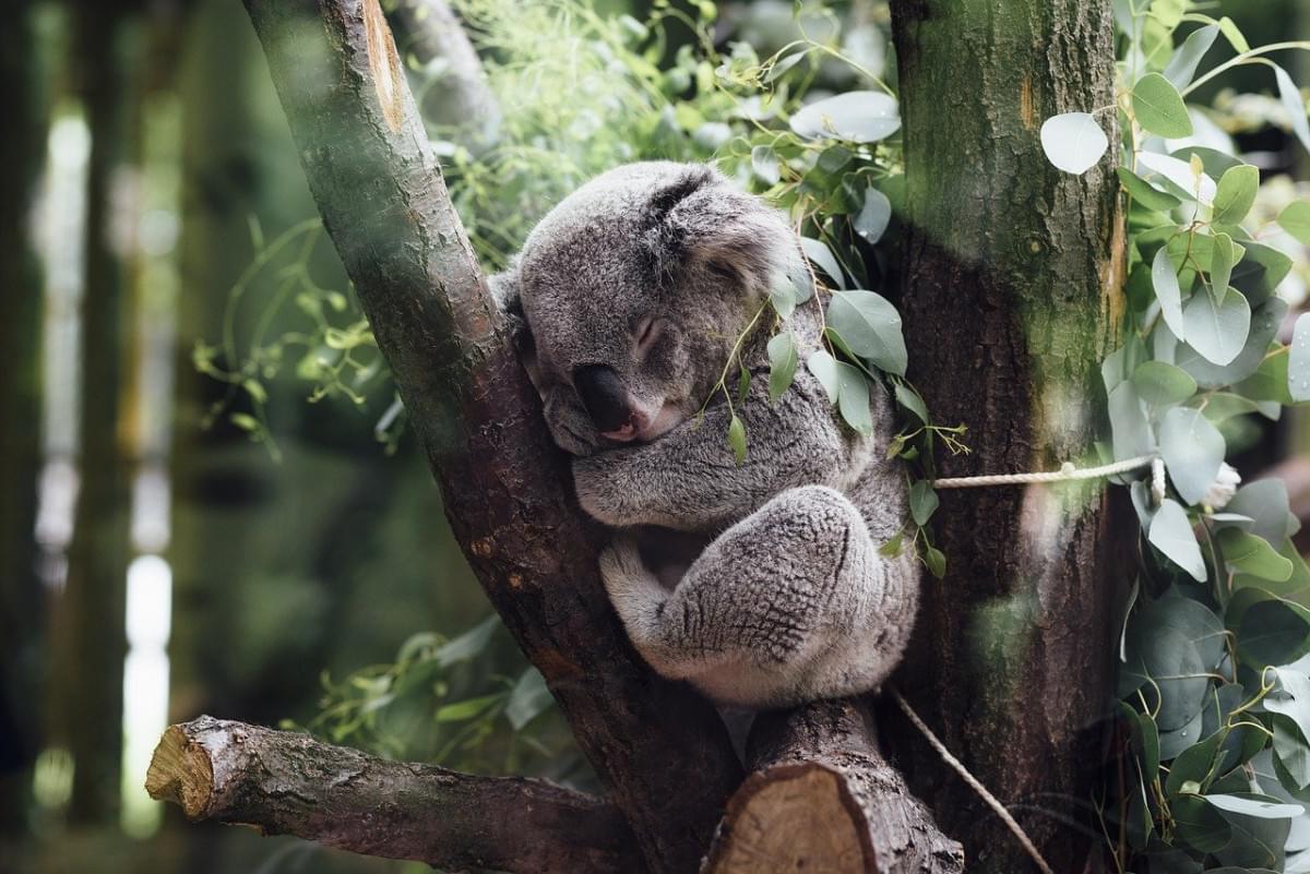 animali mammiferi koala peloso