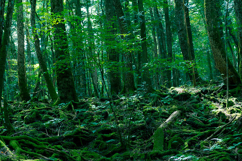 la foresta dei suicidi giappone