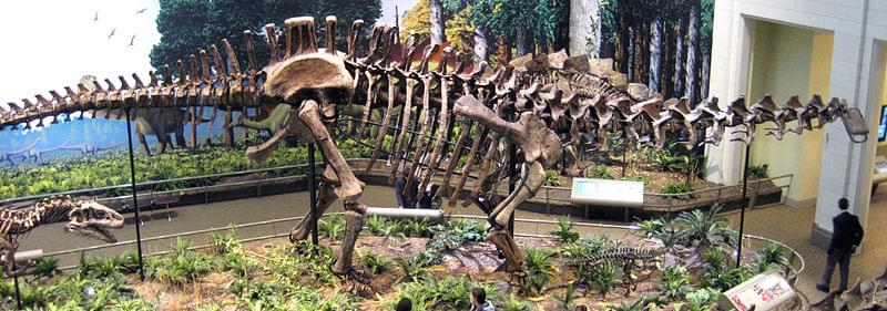 apatosaurus nel dinosaur national monument