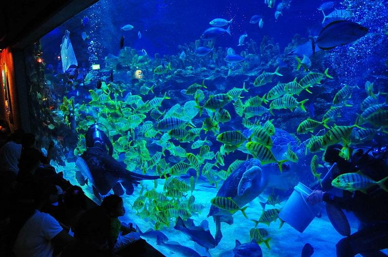 aquaria klcc fish tank