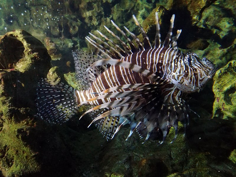 aquarium of cattolica red lionfish 1