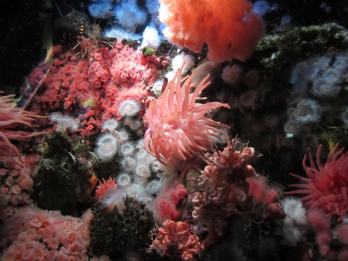aquarium vancouver anemone 1