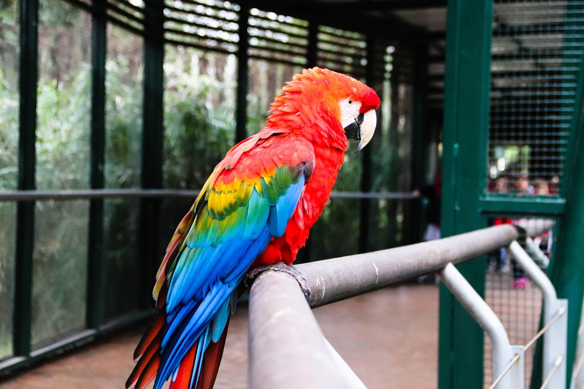 ara pappagallo ara macao parco zoo 1